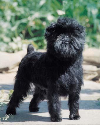 http://www.yazdfarda.com/media/news_gal/affenpinscher2.jpg