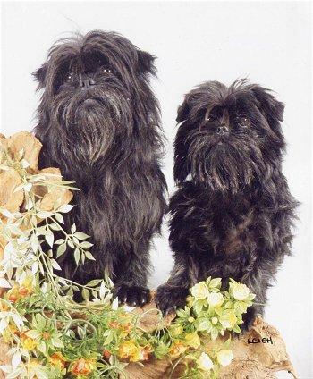 http://www.yazdfarda.com/media/news_gal/affenpinscher4.jpg