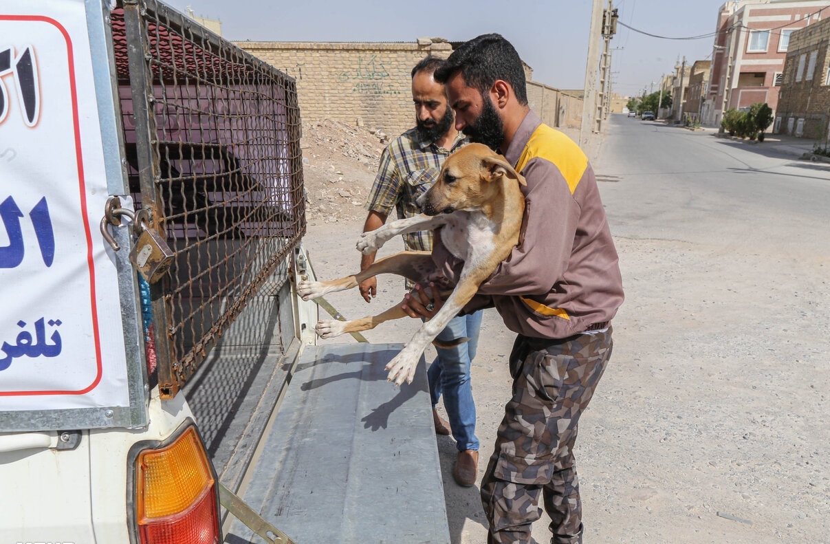 زنده‌گیری ۲ هزار قلاده سگ در شهر یزد