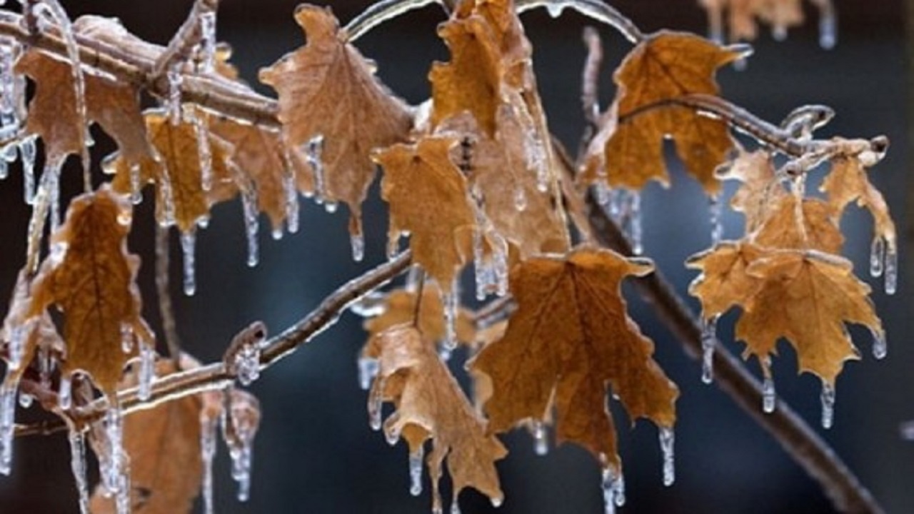 سرما و یخبندان شبانه در یزد ادامه دارد