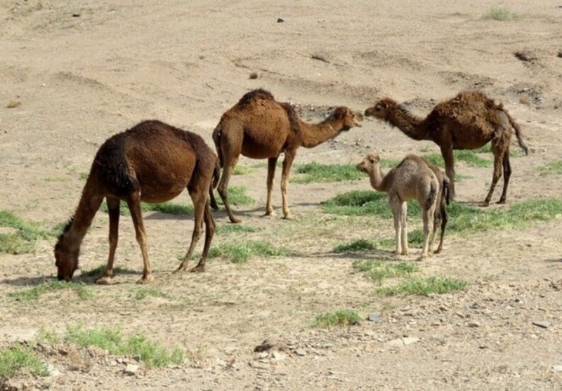 صدور شناسنامه الکترونیکی شتر برای اولین بار در یزد