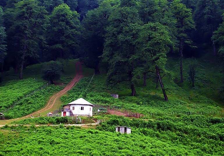 جنگل دالخالی؛ جاذبه ای مهیج در مازندران