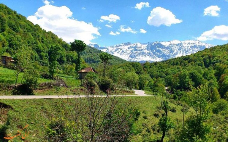 جنگل لفور؛ جنگلی خاص و دیدنی در مازندران