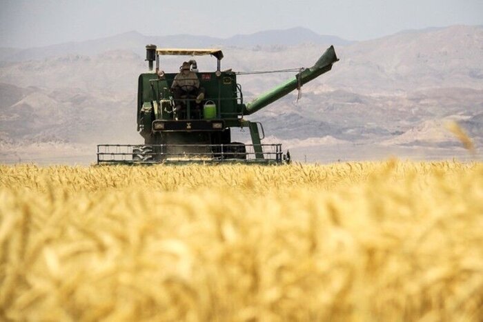 رشد ۳۰ درصدی تولید گندم در شهرستان مروست