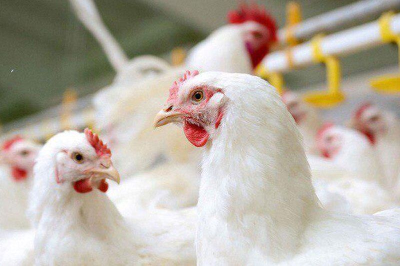 کشف بیش از ۱۰۰۰ قطعه مرغ زنده قاچاق در ابرکوه 
