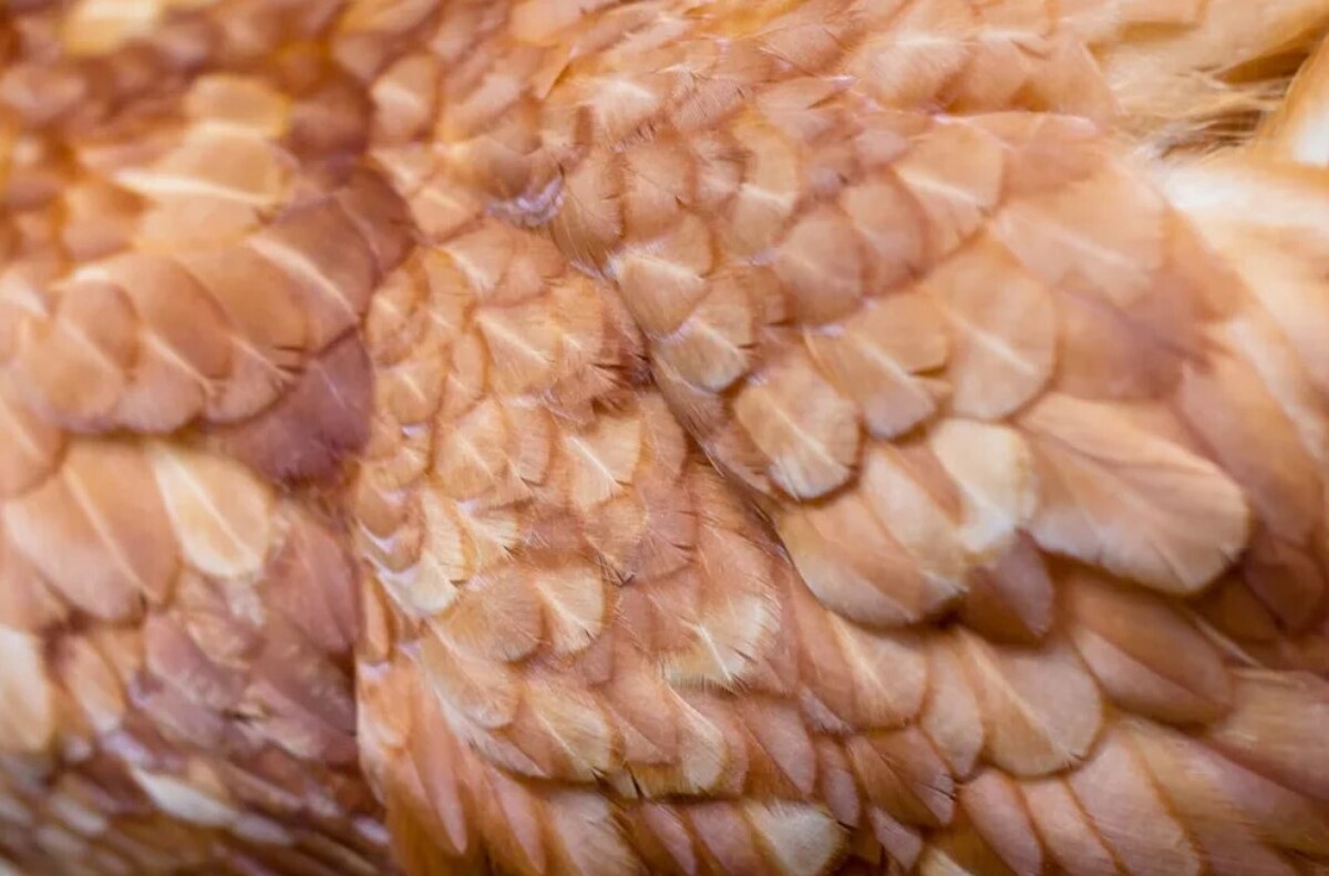 دانشمندان استفاده جدید غیرمنتظره‌ای را برای پر‌های مرغ کشف کردند