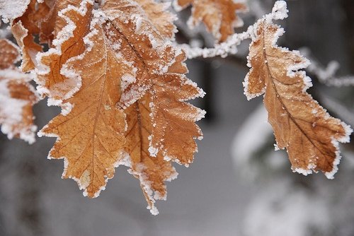 ماندگاری سرمای شبانه در یزد تا آخر هفته