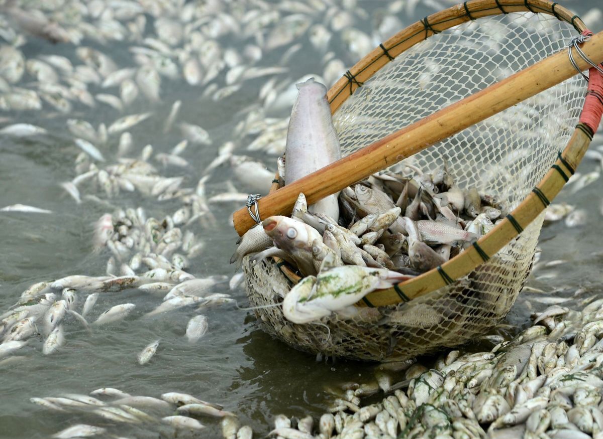 صید ماهی در این رودخانه‌ها ممنوع