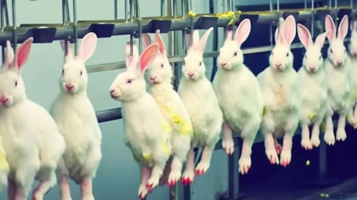 فیلم| فرآیند پرورش میلیون‌ها خرگوش در مزارع برزیل