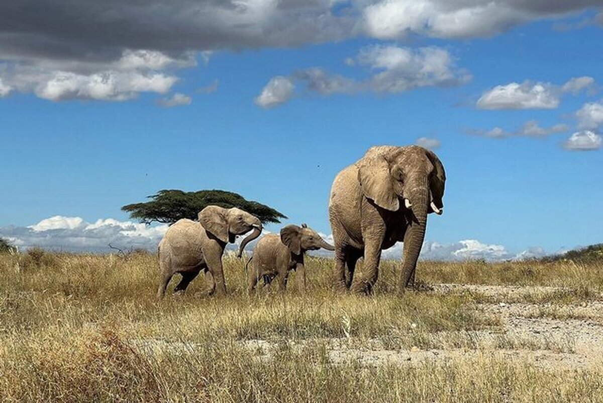 فیل‌ها یکدیگر را به «اسم» صدا می‌زنند!
