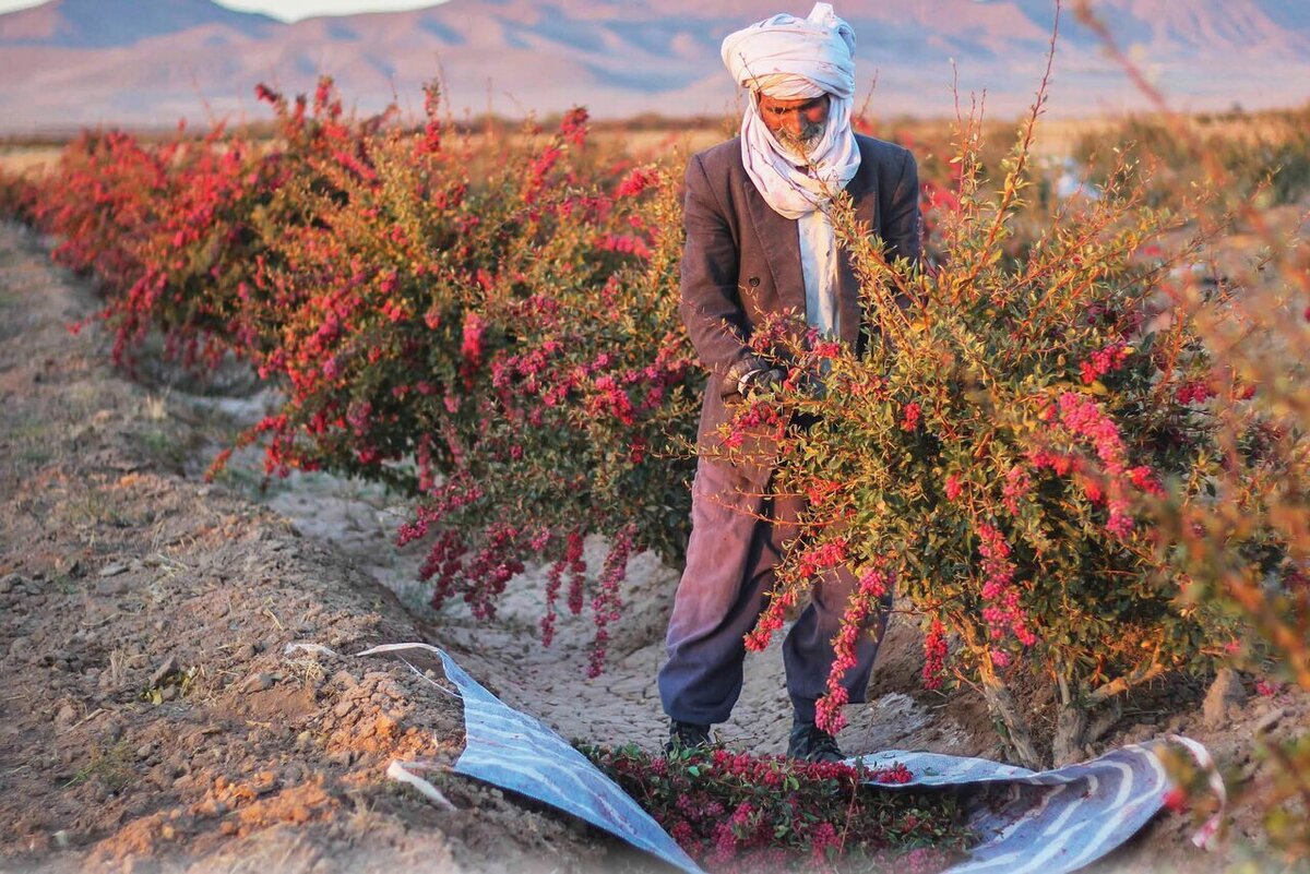 فیلم| اینجا پایتخت زرشک جهان است