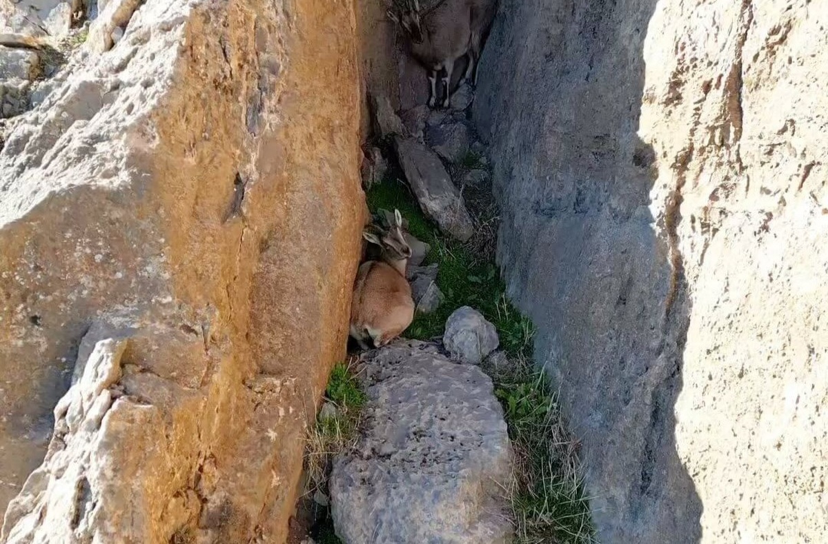 فیلم| سکونتگاه حیرت‌انگیز بز کوهی در استان لرستان