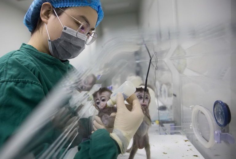 نگرانی دانشمندان از تولید کایمرای نیمه انسان نیمه میمون