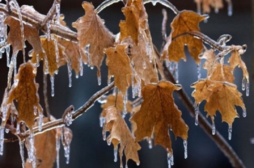 موج جدید سرما و یخبندان در یزد