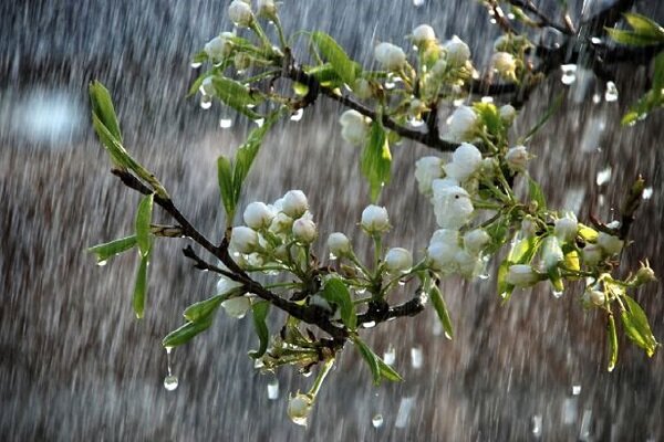بارش ۶.۵ میلیمتر باران در دهبالا تفت