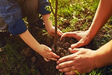 برگزاری پویش درخت کاری «به نام پدر» در استان یزد