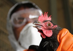 نخستین واکسن نوترکیب تحت واحد آنفلوانزای پرندگان ساخته شد