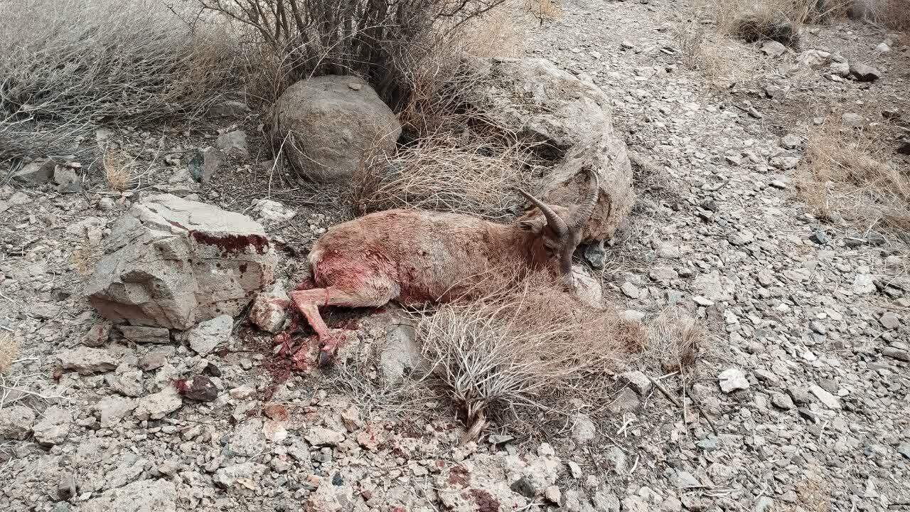 دستگیری شکارچی غیرمجاز قوچ وحشی در منطقه شکارممنوع مرور