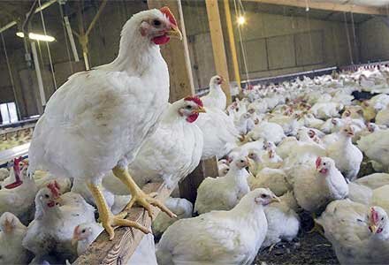هر کیلو گوشت مرغ ۳۰ هزار تومان