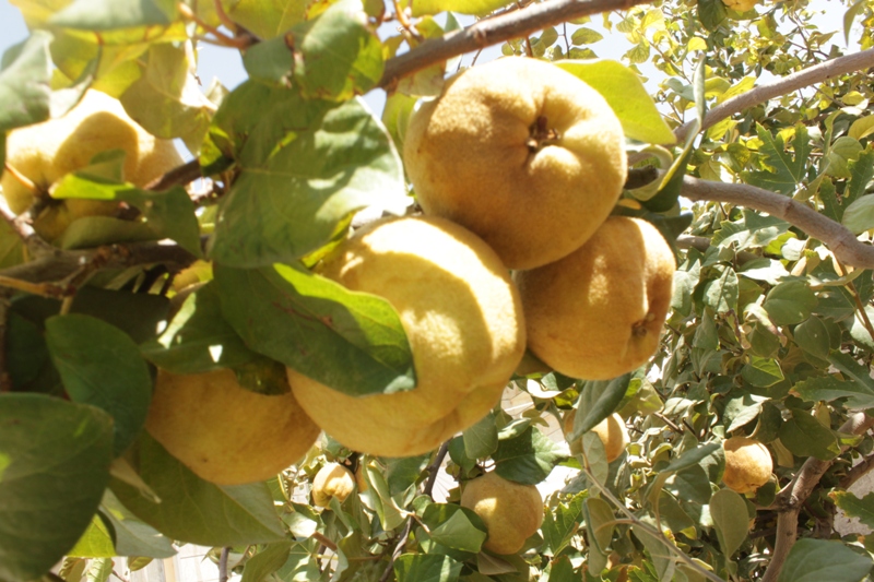 برداشت میوه بِه در کرمان