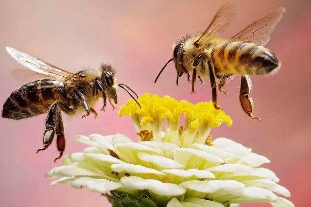زنبورها نبض حیات زمین/ پیش‌بینی جهش تولید عسل در یزد
