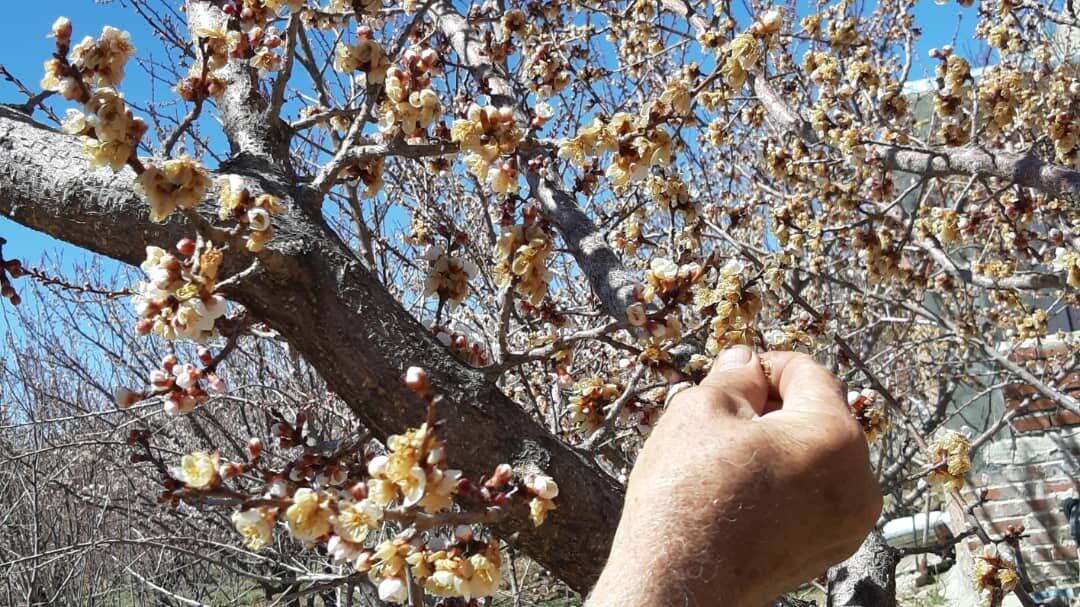 خسارت سرمازدگی به باغداران مروستی پرداخت می‌شود