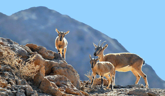 میراث سبز کویر یزد در مسیر ثبت جهانی