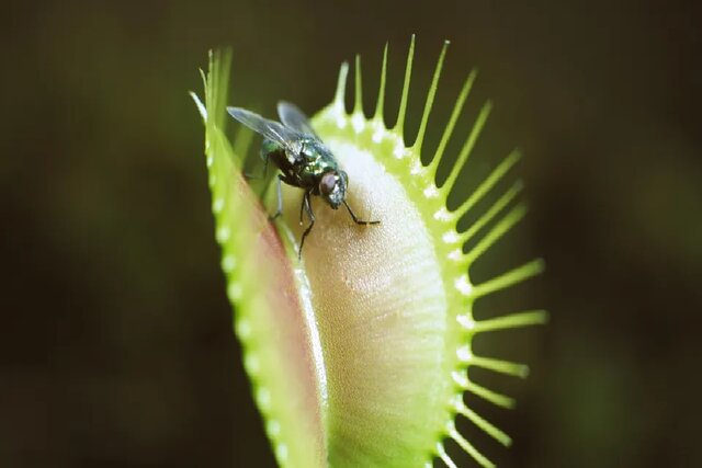 چرا برخی از گیاهان گوشت می‌خورند؟