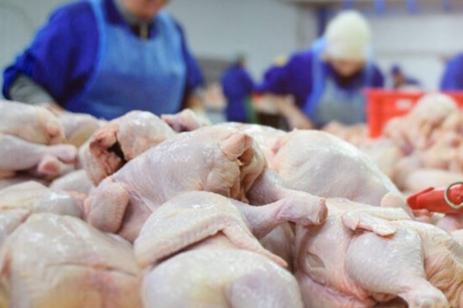 پروش دهندگان مرغ گوشتی با خیال راحت جوجه ریزی کنند