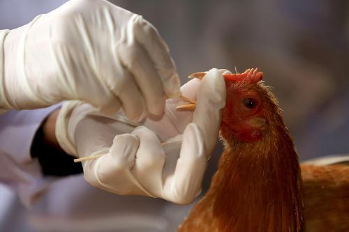 رزمایش پدافند غیرعامل بیماریهای آنفلوانزای پرندگان