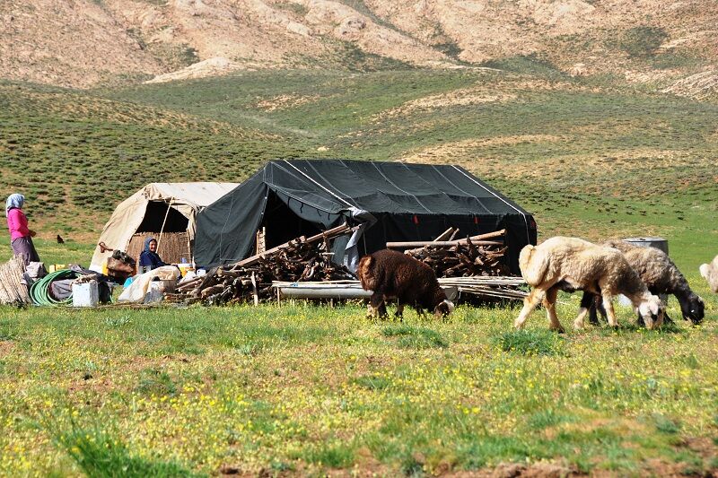 خدمات‌رسانی به عشایر یزد با ارائه کارت تردد دام انجام می‌شود