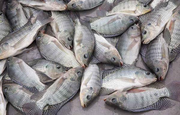 پیش بینی انفجار قیمت ماهی در نیمه دوم سال