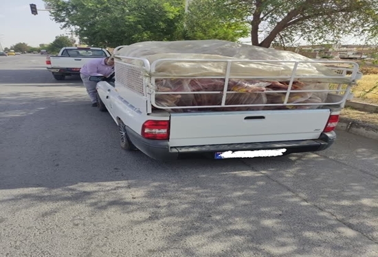 توقیف خودروی غیرمجاز حمل گوشت در میبد