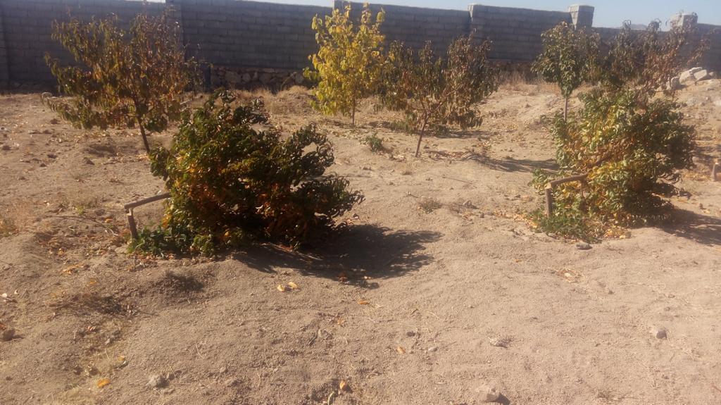 اقدام به قطع درختان زردآلو در منطقه نیر توسط افراد ناشناس!