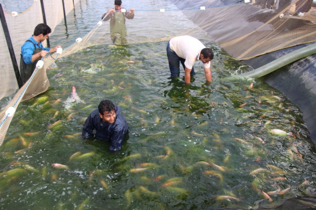 تولیدبچه ماهی تیلاپیای کشور در مزارع استان یزد 