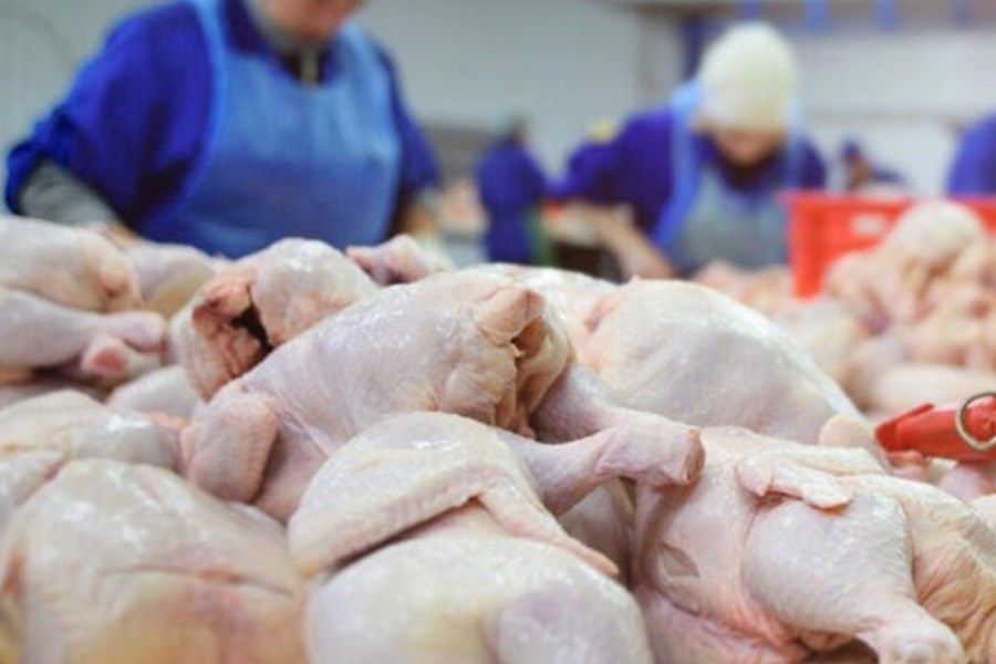 رشد ۳۲ درصدی تولید گوشت مرغ در یزد/ ۵۰ درصد تولید استان مازاد است