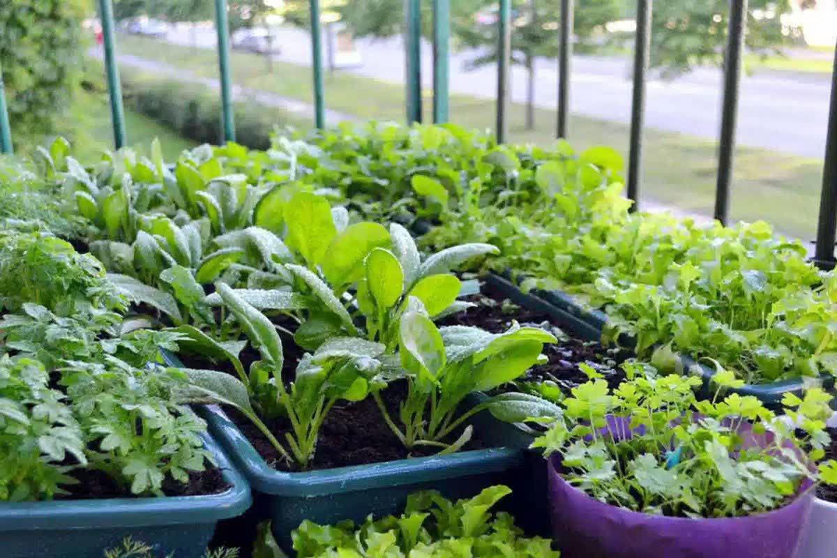 کاشت سبزی در گلدان؛ این 10 سبزی را در خانه بکارید
