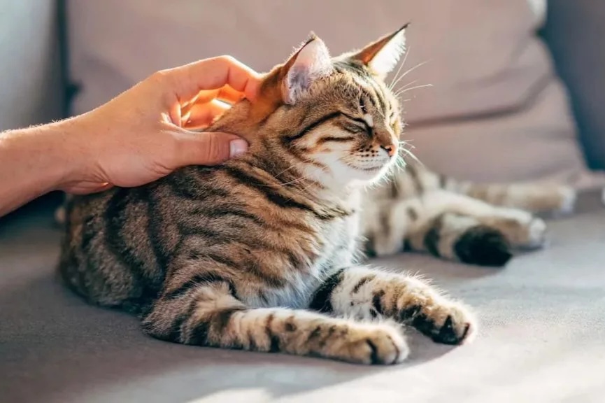 گربه‌ها شاید کلید درمان سرطان در انسان‌ها باشند