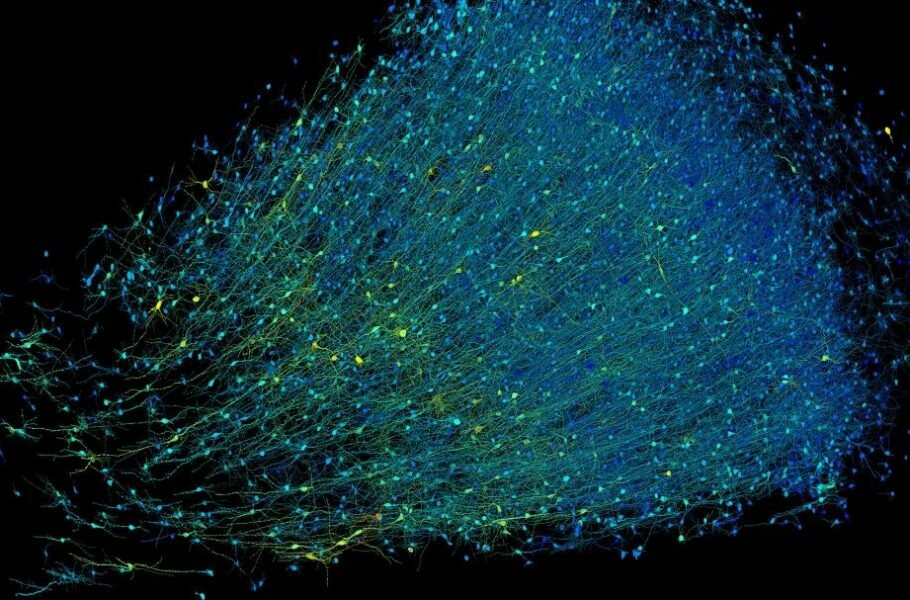 دستاورد بی‌سابقه گوگل و هاروارد: تهیه نقشه‌ سه‌بعدی از یک میلی‌مترمکعب مغز انسان با جزییات دقیق