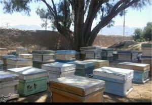 بیش از 87 هزار کلنی زنبورعسل در استان قزوین وجود دارد