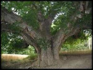 ثبت چنار روستای باجگان در فهرست آثار طبیعی ملی کشور