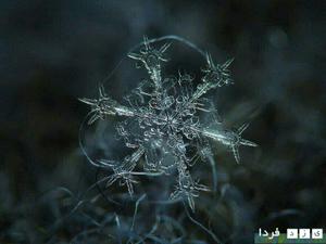 عکسهای دانه برف هم  خود دلالتی بر وجود خداست(عکس)