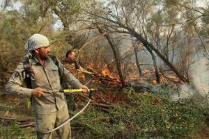 آتش سوزی پارک ملی کرخه در شمال خوزستان از طریق قضایی در دست پیگیری است