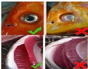 کشف و توقیف بیش از 700 کیلو ماهی خوراکی فاقد کیفیت از دستفروشان سیار شهرستان یزد
