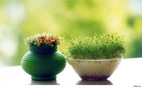 نوروز فقط ۴ روز تعطیل است، نه دو هفته حتی آموزش و پرورش