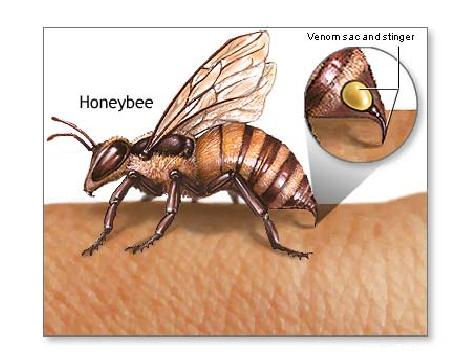دارو رسانی به مغز با زهر زنبور عسل 