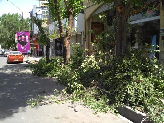 بریدن درخت سبز برای ...