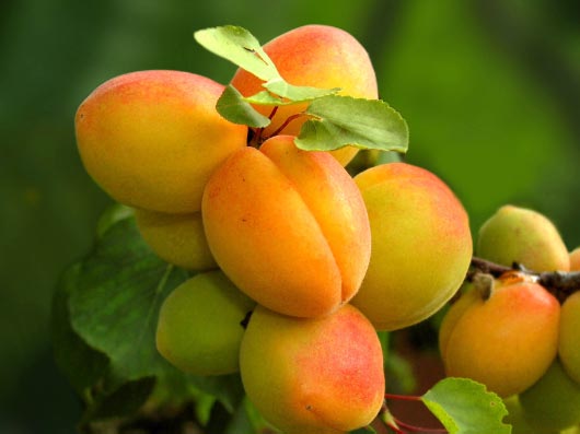 ضرر  30 میلیارد تومانی به باغات زردآلو و گوجه سبز ابرکوه در اثر بارش تگرگ