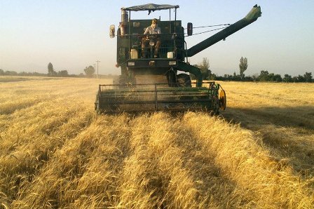  آغاز برداشت جو در استان یزد