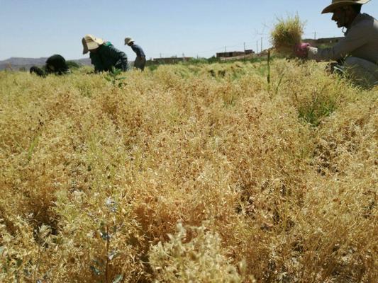  45 تن عدس سیاه از مزارع بخش آسفیچ یزد برداشت شد